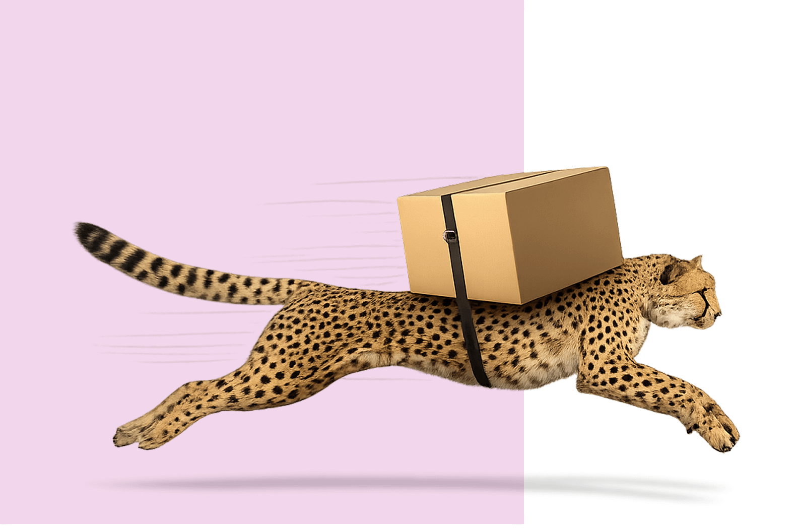 A cheetah sprinting with a parcel strapped to its back, for fast delivery